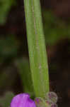 Hairy spiderwort